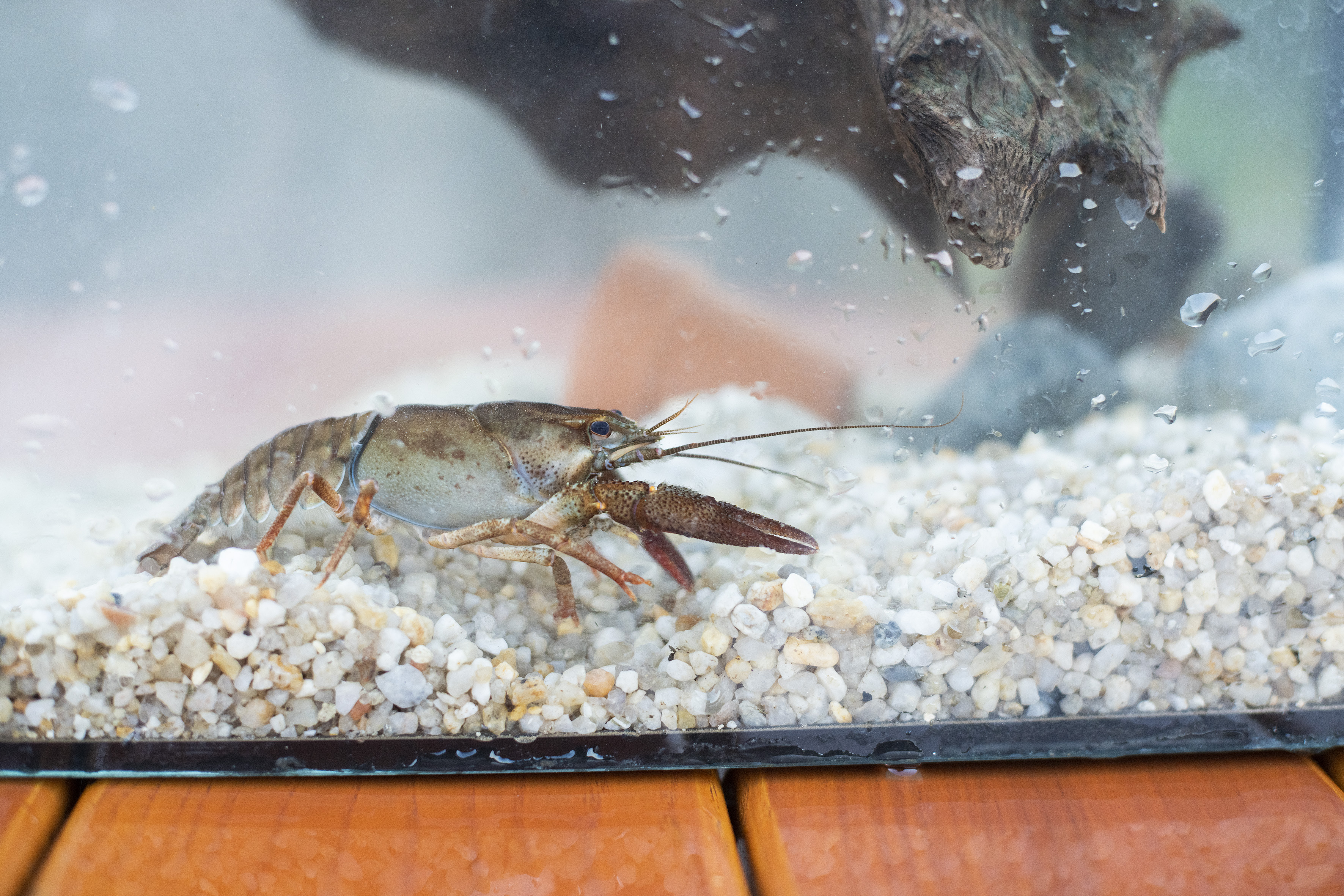 Im Rahmen der Veranstaltung &bdquo;Krebse & Musik&ldquo; zeigt die Fachberatung f&uuml;r Fischerei des Bezirks Oberbayern am Fachzentrum
verschiedene lebende Flusskrebse.